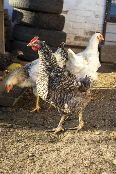 Funny running chicken in bio farm.