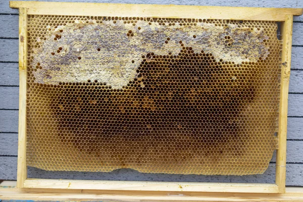 Honeycomb frame for a beehive.