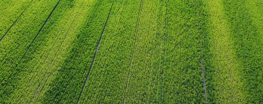 Yeşil buğday tarlasının havadan görünüşü. Tarım ve tarım kavramı