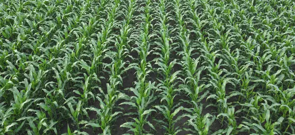 Corn Plantation in the Field, Panorama of Corn Plantation.