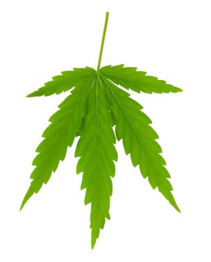 Kenevir yeşil yaprağı, beyaz arka planda izole edilmiş esrar