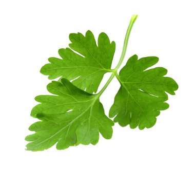 Maydanoz şubesi beyaz arka planda izole edilmiş. Mutfakta baharat ve dekorasyon için taze bitki var.