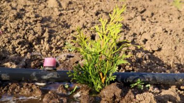 Besin zengini tarım arazilerindeki sulama sistemi tarafından sulanan genç bir yeşil fidyenin yakın çekimi