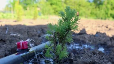 Genç bir ladin fidanının, verimli topraklarda damlayan sulama hortumuyla sulandığı yakın plan.