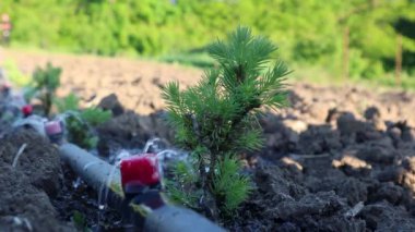 Genç bir ağaç fidanı, zengin tarım arazilerindeki sulama hortumunun yanında gelişir.