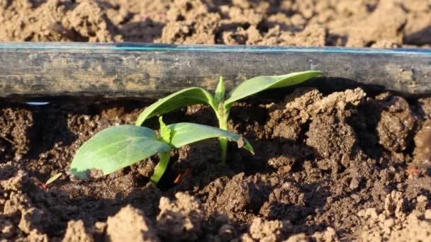 持続可能な農業慣行を象徴する灌漑用ホースの隣に発芽する若いキュウリ植物のクローズアップ — ストック動画
