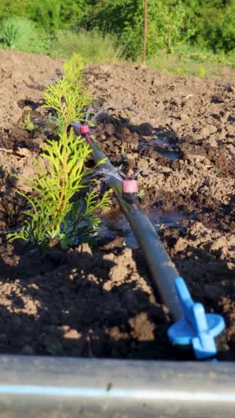 Drip Irrigation Line Supplies Water Young Thuja Plants Nutrient Soil — 비디오
