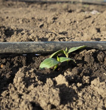 Besin zengini topraktan filizlenen küçük bir filizin yakın plan görüntüsü.
