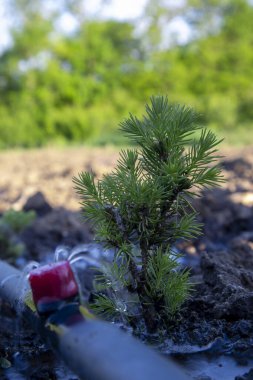 Toprakta verimli su damlası sistemi olan küçük bir çam fidanının yakın çekimi