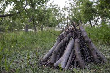 Canlı yeşil bir meyve bahçesinde düzenlenmiş ahşap dallar.