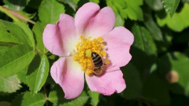 Çalışkan arı, yaban gülü çalılarının parlak pembe yapraklarından nektar toplar.