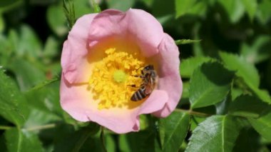Çiçek açan pembe bir gül içindeki canlı sarı erkek arıya yakın çekim.