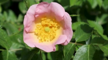 Narin pembe yaban gülleri yeşil yaprakların arka planında çiçek açıyor.