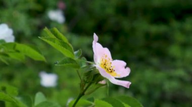 Yumuşak odak görüntüsü yemyeşil arka planda tek bir pembe yaban gülü