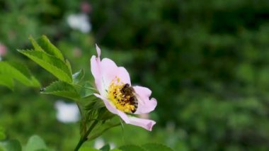 Bulanık yeşil bir arka planda narin pembe bir gül üzerinde nektar toplayan bir bal arısının yakın çekimi.