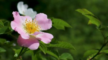 Çiçek açan yumuşak pembe yaban gülü yakın çekim ve yeşil yapraklı arka plan