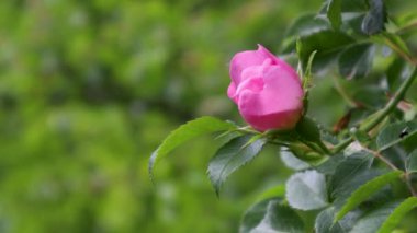 Güzel pembe gül goncası, yemyeşil yaprakların arka planına yakın planda kurulmuş.