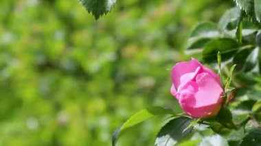 Çalışkan arı yemyeşil yaprakların ortasında canlı pembe bir güle yaklaşıyor.