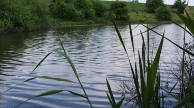 Rüzgarda savrulan uzun otların olduğu huzurlu bir göle bakıyorum.