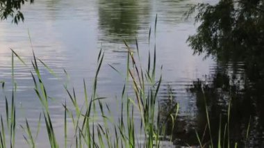 Sakin bir gölde serpilen sazlıklar, sakin bir günde açık gökyüzünü yansıtıyor.