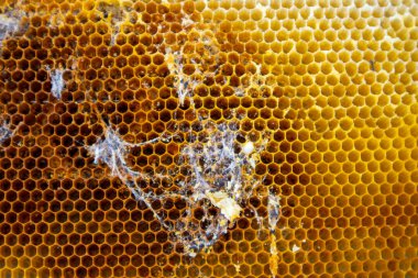 Wax moth larvae constructing a web within a honeycomb frame, causing harm to the beehive's integrity clipart