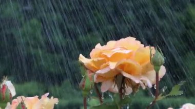 Yumuşak bir yağmurda açan parlak sarı gül yapraklarındaki su damlacıklarıyla bezenmiş, yemyeşil bir zemin üzerine kurulmuş.