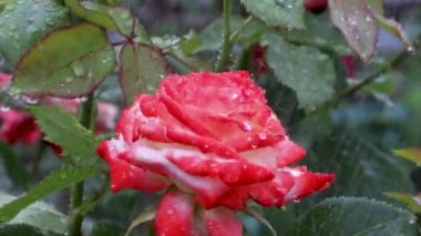 Canlı kırmızı bir gül bahçede ıslanıyor, yapraklara ve yapraklara yağmur damlaları damlıyor, dingin bir atmosfer yaratıyor.