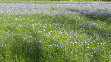 Güneşli bir günde rüzgarda büyüyen keten tarlaları.