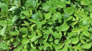 Baharda bir çiftlikte yetişen soya fasulyesi tarlaları.