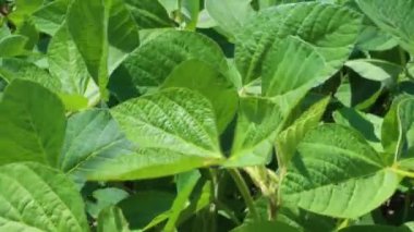 Bir tarlada güneşin altında gelişen soya fasulyesi bitkileri.