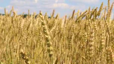 Buğday tarlaları, açık mavi gökyüzünün altında, tüylü bulutlarla altın güneş ışığıyla yıkandı.