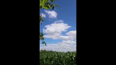 Parlak yeşil mısır tarlası güneşli bir yaz gününde, kabarık beyaz bulutlarla çarpıcı mavi bir gökyüzünün altında gelişiyor.