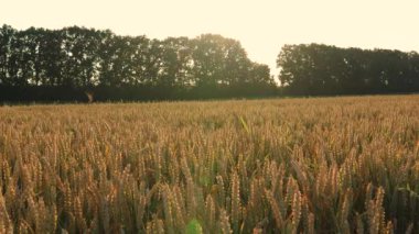 Altın buğday bir tarlada yetişiyor, batan güneş tarafından aydınlatılıyor, arka planda bir sıra ağaç var.