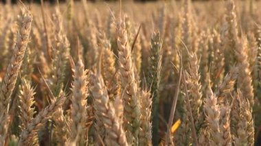 Bir tarlada yetişen altın buğday, ılık yaz güneşiyle aydınlanıyor.