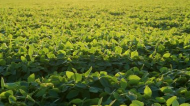 Soya fasulyesi sıraları batan güneş tarafından aydınlatılır ve bir huzur ve sükunet hissi yaratır.