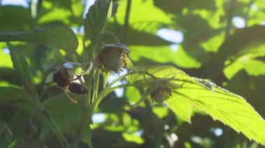 Bal arısı açık ve güneşli bir günde bahçede ahududu çiçeğinden polen topluyor.