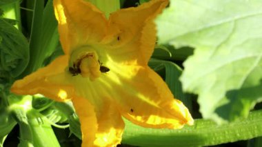 Güneşli bir günde kabak çiçeğinden polen ve nektar toplayan iki arı.