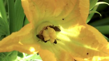 Üç bal arısı polenle kaplıdır. Bahçedeki büyük sarı kabak çiçeğini polenlerler.