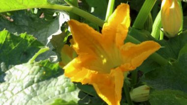 Bahçede tek bir parlak sarı kabak çiçeği açar, bereketli bir hasat vaat eder.