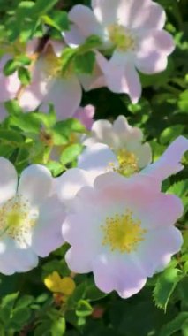 Parlak sarı merkezleri olan göz kamaştırıcı pembe köpek gülleri güneşli bir yaz gününde açar.