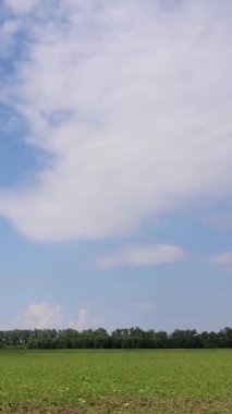 Açık mavi gökyüzünün altında, parlak ve güneşli bir günde, kabarık beyaz bulutlar altında, uçsuz bucaksız yeşil alan.