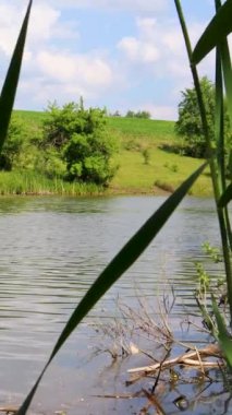 Güneşli bir gökyüzünün altında, yumuşak bulutlu yemyeşil çimlerle çevrili sakin bir göl manzarası.