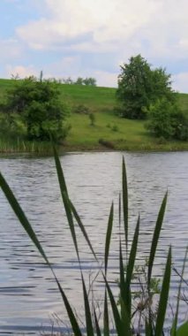 Bereketli yeşil yamaçlar ve gölün arka planında sularda yetişen yeşil kamışlı ağaçlar.