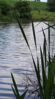 Rüzgarlı bir günde sakin bir gölün kenarında yeşil sazlıklar büyüyor. Arka planda yeşil tepeler.