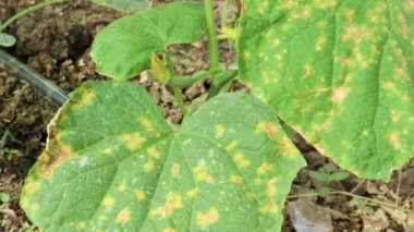 Bahçedeki küf hastalığının yediği salatalık.