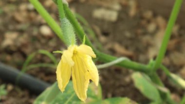 Genç salatalık bahçedeki bir bitkide yetişiyor.