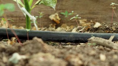 Tek su damlası, bir seranın içindeki siyah sulama borusunda oluşur.