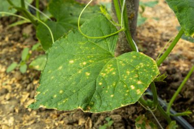Salatalık yaprağı mantar hastalığına yakalanmış. Küflenmiş küf belirtileri gösteriyor. Sarı lekeler ve renk değişimine neden oluyor.