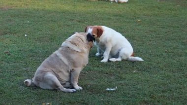 İki sevimli köpek, bir Jack Russell Terrier ve bir pug, çimlerin üzerinde güneşleniyorlar.
