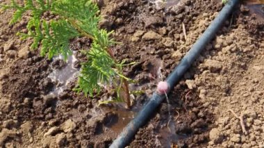 Bahçeye kurulmuş damlama sulama sisteminden akan su genç bir thuja ağacını suluyor.